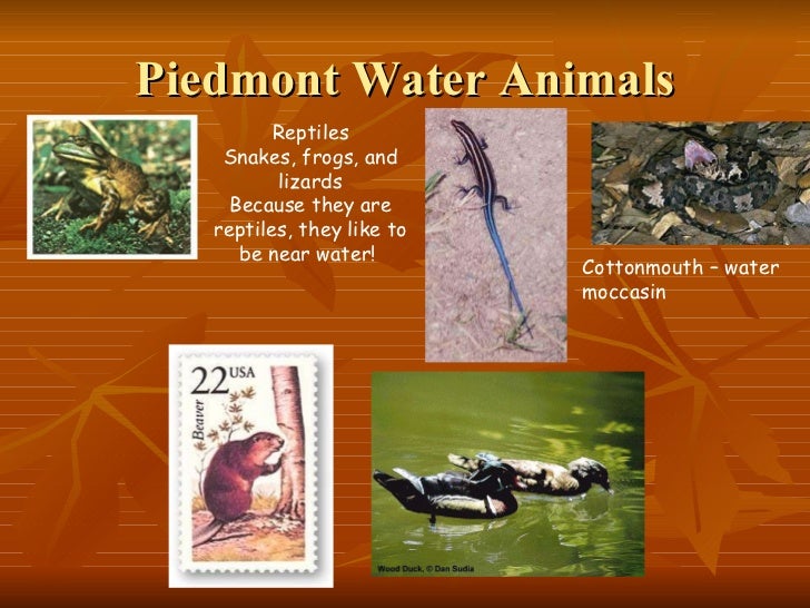 piedmont habitat