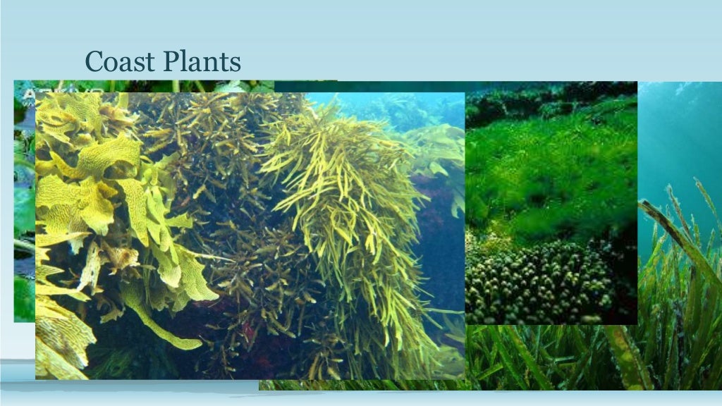 Georgia Habitats Atlantic Ocean