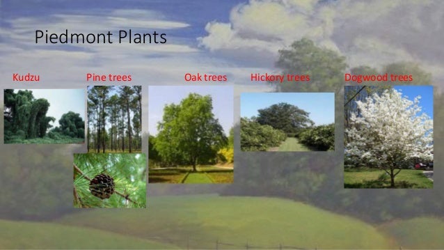 Georgia Habitats Piedmont