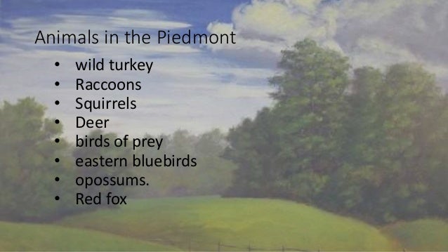 Piedmont Region Animals And Plants - pic-jelly