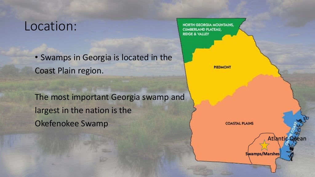 habitats Swamps Marsh