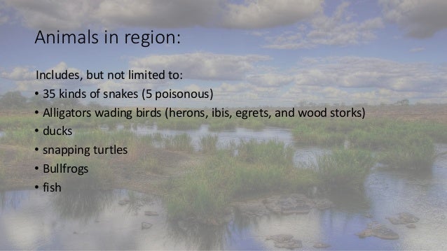 habitats Swamps Marsh