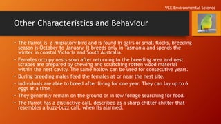 Other Characteristics and Behaviour
• The Parrot is a migratory bird and is found in pairs or small flocks. Breeding
season is October to January. It breeds only in Tasmania and spends the
winter in coastal Victoria and South Australia.
• Females occupy nests soon after returning to the breeding area and nest
scrapes are prepared by chewing and scratching rotten wood material
within the nest cavity. The same hollow can be used for consecutive years.
• During breeding males feed the females at or near the nest site.
• Individuals are able to breed after living for one year. They can lay up to 6
eggs at a time.
• They generally remain on the ground or in low foliage searching for food.
• The Parrot has a distinctive call, described as a sharp chitter-chitter that
resembles a buzz-buzz call, when its alarmed.
VCE Environmental Science
 