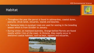 Habitat
• Throughout the year the parrot is found in saltmarshes, coastal dunes,
pastures, shrub lands, estuaries, islands and beaches.
• In Tasmania holes in eucalypt trees are used for nesting in the breeding
season which is from October to January.
• During winter, on mainland Australia, Orange-bellied Parrots are found
mostly within 3 km of the coast. In Victoria, they mostly occur in
sheltered coastal habitats, such as bays, lagoons and estuaries.
VCE Environmental Science
 