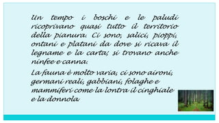 Un tempo i boschi e le paludi
ricoprivano quasi tutto il territorio
della pianura. Ci sono, salici, pioppi,
ontani e platani da dove si ricava il
legname e la carta; si trovano anche
ninfee e canna.
La fauna è molto varia, ci sono aironi,
germani reali, gabbiani, folaghe e
mammiferi come la lontra il cinghiale
e la donnola.
Un tempo i boschi e le paludi
ricoprivano quasi tutto il territorio
della pianura. Ci sono, salici, pioppi,
ontani e platani da dove si ricava il
legname e la carta; si trovano anche
ninfee e canna.
La fauna è molto varia, ci sono aironi,
germani reali, gabbiani, folaghe e
mammiferi come la lontra il cinghiale
e la donnola.
 