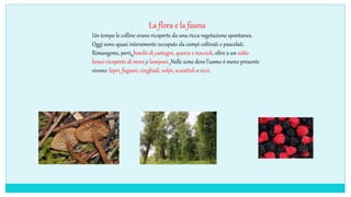 La flora e la fauna
Un tempo le colline erano ricoperte da una ricca vegetazione spontanea.
Oggi sono quasi interamente occupate da campi coltivati e pascolati.
Rimangono, però, boschi di castagni, querce e noccioli, oltre a un sotto
bosco ricoperto di more e lamponi. Nelle zone dove l’uomo è meno presente
vivono: lepri, fagiani, cinghiali, volpi, scoiattoli e ricci.
 