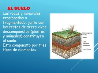 EL SUELO
Las rocas y minerales
erosionados o
fragmentado, junto con
los restos de seres vivos
descompuestos (plantas
y animales),constituyen
el suelo.
Esta compuesto por tres
tipos de elementos.
 