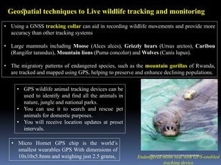 Geospatial techniques to Live wildlife tracking and monitoring
• Using a GNSS tracking collar can aid in recording wildlife movements and provide more
accuracy than other tracking systems
• Large mammals including Moose (Alces alces), Grizzly bears (Ursus arctos), Caribou
(Rangifer tarandus), Mountain lions (Puma concolor) and Wolves (Canis lupus).
• The migratory patterns of endangered species, such as the mountain gorillas of Rwanda,
are tracked and mapped using GPS, helping to preserve and enhance declining populations.
Endangered monk seal with GPS-enabled
tracking device
• GPS wildlife animal tracking devices can be
used to identify and find all the animals in
nature, jungle and national parks.
• You can use it to search and rescue pet
animals for domestic purposes.
• You will receive location updates at preset
intervals.
• Micro Hornet GPS chip is the world’s
smallest wearables GPS With dimensions of
10x10x5.8mm and weighing just 2.5 grams,
IBK
https://www.linkedin.com/in/dribrahimbathisk/
 
