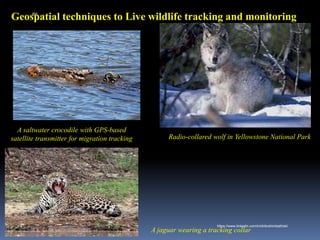 Geospatial techniques to Live wildlife tracking and monitoring
Radio-collared wolf in Yellowstone National Park
A saltwater crocodile with GPS-based
satellite transmitter for migration tracking
A jaguar wearing a tracking collar
IBK
https://www.linkedin.com/in/dribrahimbathisk/
 
