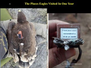 The Places Eagles Visited In One Year
IBK
https://www.linkedin.com/in/dribrahimbathisk/
 