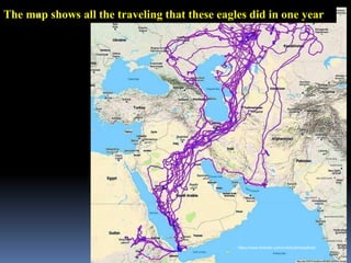 The map shows all the traveling that these eagles did in one year
IBK
https://www.linkedin.com/in/dribrahimbathisk/
 
