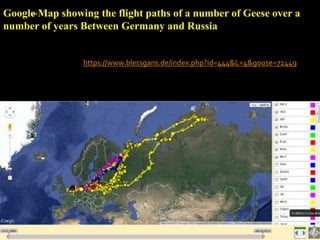 Google Map showing the flight paths of a number of Geese over a
number of years Between Germany and Russia
https://www.blessgans.de/index.php?id=444&L=4&goose=72449
IBK
https://www.linkedin.com/in/dribrahimbathisk/
 