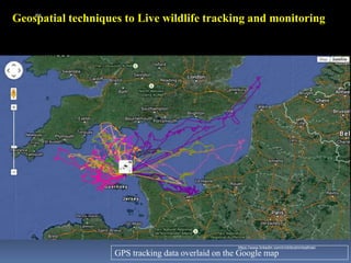 Geospatial techniques to Live wildlife tracking and monitoring
GPS tracking data overlaid on the Google map
IBK
https://www.linkedin.com/in/dribrahimbathisk/
 