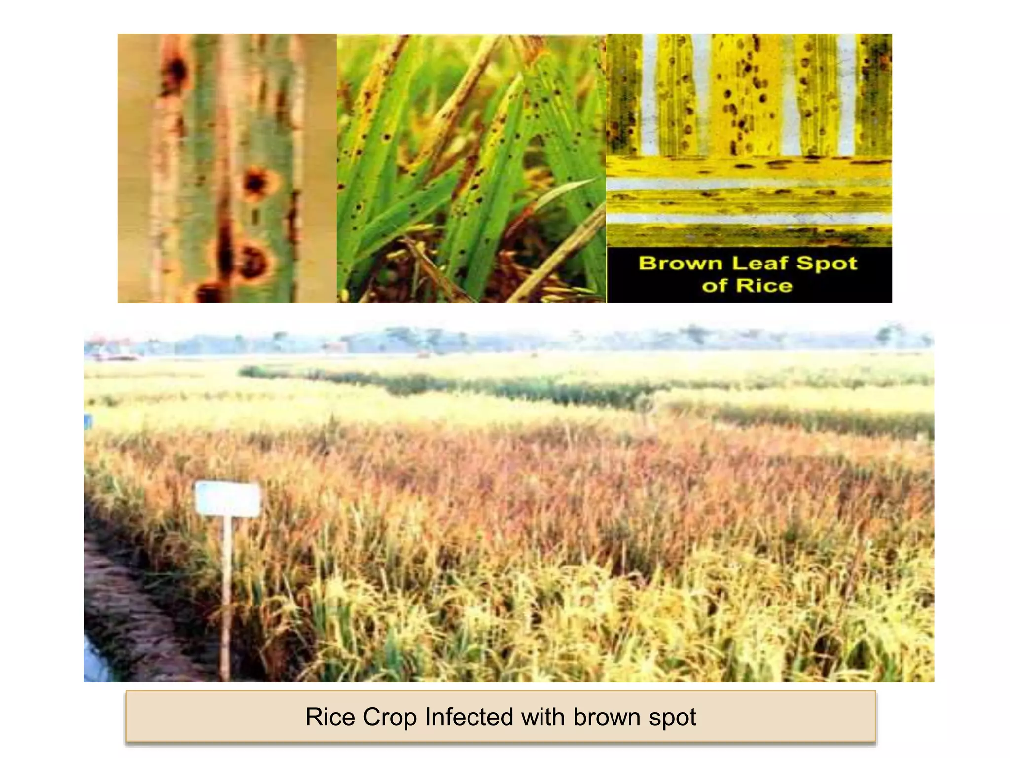 Rice Crop Infected with brown spot
 