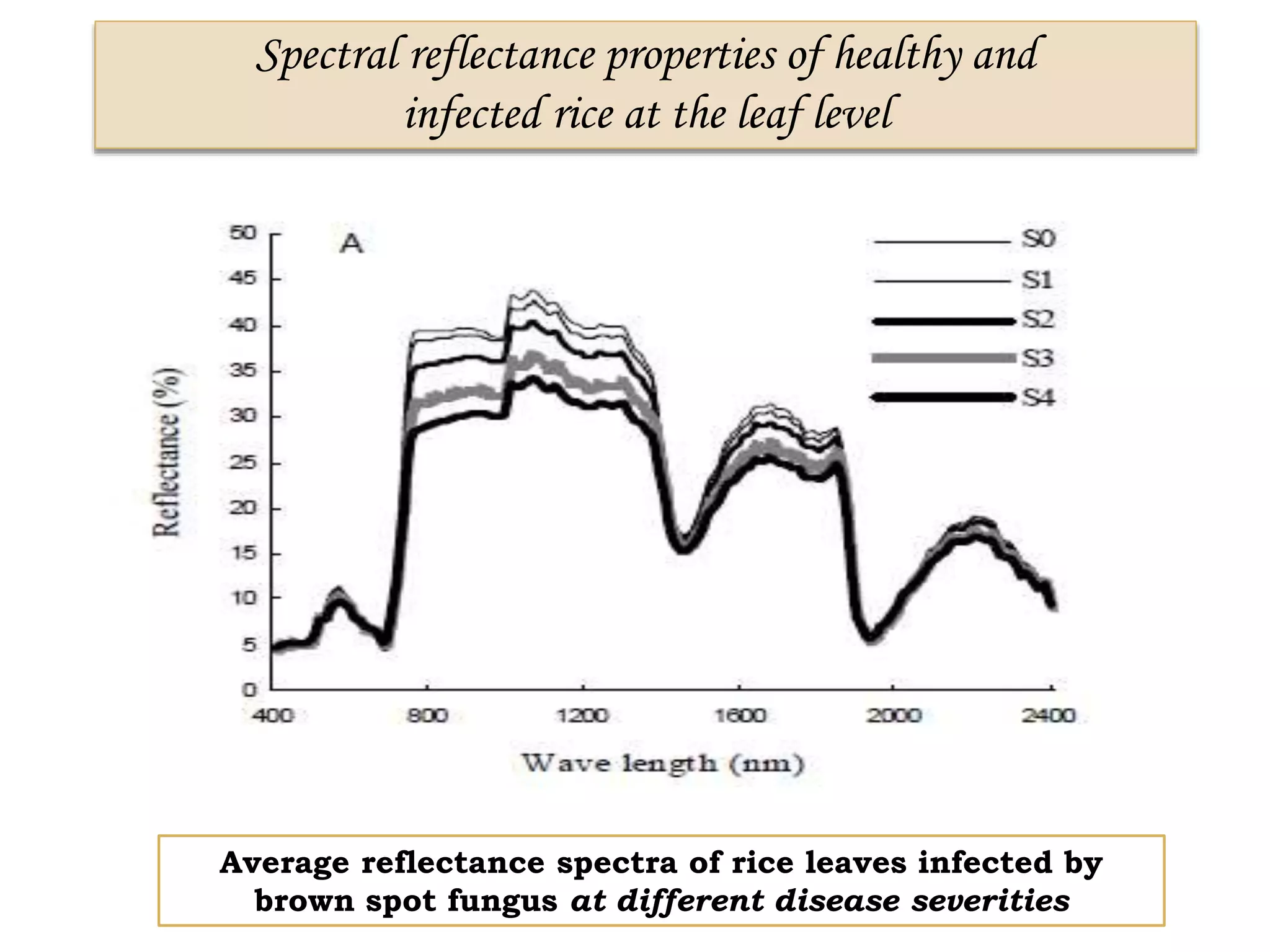 Spectral reflectance properties of healthy and
infected rice at the leaf level
Average reflectance spectra of rice leaves infected by
brown spot fungus at different disease severities
 