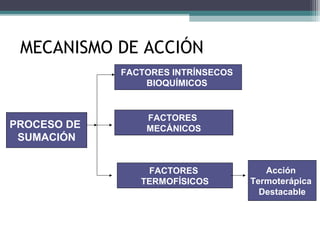 MECANISMO DE ACCIÓN
PROCESO DE
SUMACIÓN
FACTORES INTRÍNSECOS
BIOQUÍMICOS
FACTORES
MECÁNICOS
FACTORES
TERMOFÍSICOS
Acción
Termoterápica
Destacable
 