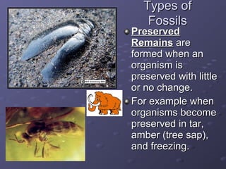 TTyyppeess ooff 
FFoossssiillss 
PPrreesseerrvveedd 
RReemmaaiinnss aarree 
ffoorrmmeedd wwhheenn aann 
oorrggaanniissmm iiss 
pprreesseerrvveedd wwiitthh lliittttllee 
oorr nnoo cchhaannggee.. 
FFoorr eexxaammppllee wwhheenn 
oorrggaanniissmmss bbeeccoommee 
pprreesseerrvveedd iinn ttaarr,, 
aammbbeerr ((ttrreeee ssaapp)),, 
aanndd ffrreeeezziinngg.. 
 