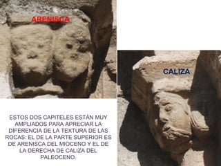 ARENISCA




                                    CALIZA




 ESTOS DOS CAPITELES ESTÁN MUY
   AMPLIADOS PARA APRECIAR LA
 DIFERENCIA DE LA TEXTURA DE LAS
ROCAS: EL DE LA PARTE SUPERIOR ES
 DE ARENISCA DEL MIOCENO Y EL DE
     LA DERECHA DE CALIZA DEL
           PALEOCENO.
 