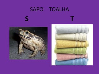SAPO TOALHA
S T