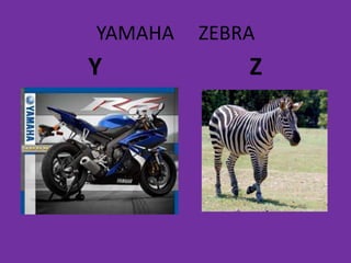 YAMAHA ZEBRA
Y Z