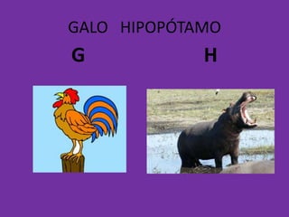 GALO HIPOPÓTAMO
G H