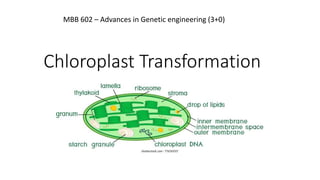 Chloroplast Transformation
MBB 602 – Advances in Genetic engineering (3+0)
 
