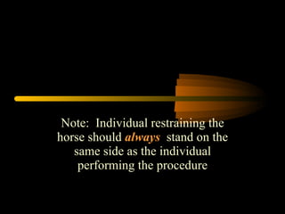 Note:  Individual restraining the horse should  always   stand on the same side as the individual performing the procedure 