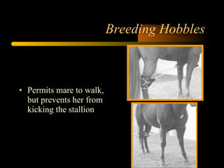 Breeding Hobbles Permits mare to walk, but prevents her from kicking the stallion 