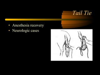Tail Tie Anesthesia recovery Neurologic cases 