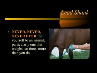 Lead Shank NEVER, NEVER, NEVER EVER  ‘tie’ yourself to an animal, particularly one that weighs ten times more than you do. 