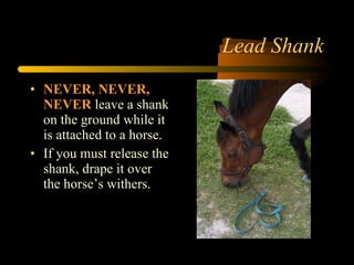 Lead Shank NEVER, NEVER, NEVER  leave a shank on the ground while it is attached to a horse.  If you must release the shank, drape it over the horse’s withers. 
