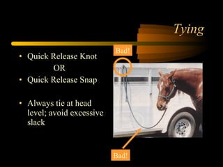 Tying Quick Release Knot OR Quick Release Snap Always tie at head level; avoid excessive slack Bad! Bad! 