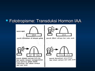    Fototropisme: Transduksi Hormon IAA
 