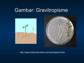 Gambar: Gravitropisme




  http://www.botanical-online.com/animacion4.htm
 