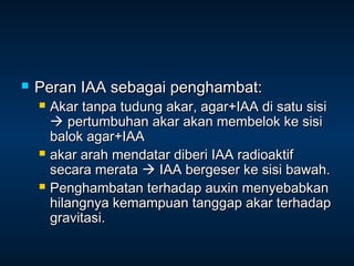    Peran IAA sebagai penghambat:
       Akar tanpa tudung akar, agar+IAA di satu sisi
         pertumbuhan akar akan membelok ke sisi
        balok agar+IAA
       akar arah mendatar diberi IAA radioaktif
        secara merata  IAA bergeser ke sisi bawah.
       Penghambatan terhadap auxin menyebabkan
        hilangnya kemampuan tanggap akar terhadap
        gravitasi.
 