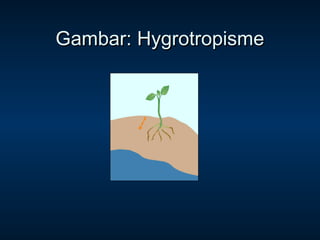 Gambar: Hygrotropisme
 