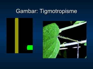 Gambar: Tigmotropisme
 