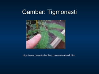 Gambar: Tigmonasti




http://www.botanical-online.com/animation7.htm
 