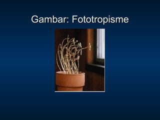Gambar: Fototropisme
 
