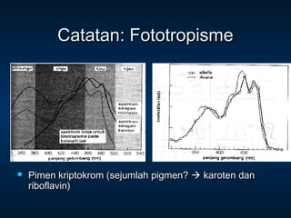 Catatan: Fototropisme




   Pimen kriptokrom (sejumlah pigmen?  karoten dan
    riboflavin)
 