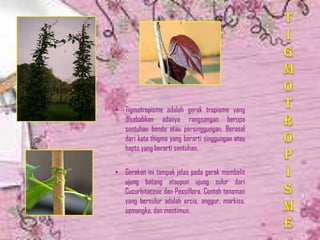 • Tigmotropisme adalah gerak tropisme yang
disebabkan adanya rangsangan berupa
sentuhan benda atau persinggungan. Berasal
dari kata thigma yang berarti singgungan atau
hapto yang berarti sentuhan.
• Gerakan ini tampak jelas pada gerak membelit
ujung batang ataupun ujung sulur dari
Cucurbitaceae dan Passiflora. Contoh tanaman
yang bersulur adalah ercis, anggur, markisa,
semangka, dan mentimun.
 