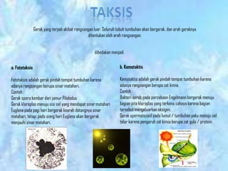 a. Fototaksis
Fototaksis adalah gerak pindah tempat tumbuhan karena
adanya rangsangan berupa sinar matahari.
Contoh :
Gerak spora kembar dari jamur Pilobolus
Gerak kloroplas menuju sisi sel yang mendapat sinar matahari
Euglena pada pagi hari bergerak kearah datangnya sinar
matahari, tetapi pada siang hari Euglena akan bergerak
menjauhi sinar matahari.
Gerak yang terjadi akibat rangsangan luar. Seluruh tubuh tumbuhan akan bergerak, dan arah geraknya
ditentukan oleh arah rangsangan.
dibedakan menjadi
b. Kemotaktis
Kemotaktis adalah gerak pindah tempat tumbuhan karena
adanya rangsangan berupa zat kimia.
Contoh :
Bakteri aerob pada percobaan Engelmann bergerak menuju
bagian pita kloroplas yang terkena cahaya karena bagian
tersebut mengeluarkan oksigen.
Gerak spermatozoid pada lumut / tumbuhan paku menuju sel
telur karena pengaruh zat kimia berupa zat gula / protein.
 