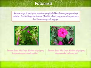 Tanaman Bunga Pukul Empat (Mirabilis jalapa) yang
bunganya menguncup pada pagi hari.
Tanaman Bunga Pukul Empat (Mirabilis jalapa) yang
bunganya mekar pada sore hari
Merupakan gerak nasti pada tumbuhan yang disebabkan oleh rangsangan cahaya
matahari. Contoh: Bunga pukul empat (Mirabilis jalapa) yang akan mekar pada sore
hari dan menutup esok paginya.
 