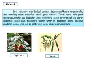 Gerak menutupnya daun berbuah polongan (Leguminosae) karena pengaruh gelap
atau menjelang malam merupakan contoh gerak niktinasti. Seperti halnya pada gerak
seismonasti, gerakan juga disebabkan karena menurunnya tekanan turgor sel-sel pada daerah
persendian tangkai daun. Menurunnya tekanan turgor ini disebabkan karena terjadinya
perubahan susunan kimia pada sel-sel tersebut karena pengaruh perubahan suhu.
Niktinasti
Pagi - sore malam
 