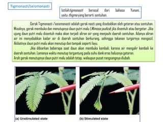 Gerak Tigmonasti /seismonasti adalah gerak nasti yang disebabkan oleh getaran atau sentuhan.
Misalnya, gerak membuka dan menutupnya daun putri malu (Mimosa pudica) jika disentuh atau bergetar. Jika
ujung daun putri malu disentuh maka akan terjadi aliran air yang menjauhi daerah sentuhan. Adanya aliran
air ini menyebabkan kadar air di daerah sentuhan berkurang, sehingga tekanan turgornya mengecil.
Akibatnya daun putri malu akan menutup dan tampak seperti layu.
Jika dibiarkan beberapa saat daun akan membuka kembali, karena air mengalir kembali ke
daerah sentuhan. Lamanya waktu menutup tergantung pada suhu dank eras halusnya getaran.
Arah gerak menutupnya daun putri malu adalah tetap, walaupun pusat rangsangnya diubah.
Istilahtigmonasti berasal dari bahasa Yunani,
yaitu thigma yang berarti sentuhan.
Tigmonasti/seismonasti
 