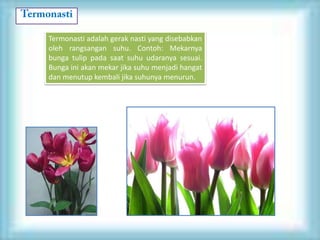 Termonasti adalah gerak nasti yang disebabkan
oleh rangsangan suhu. Contoh: Mekarnya
bunga tulip pada saat suhu udaranya sesuai.
Bunga ini akan mekar jika suhu menjadi hangat
dan menutup kembali jika suhunya menurun.
 
