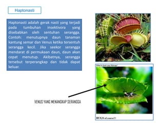 Haptonasti adalah gerak nasti yang terjadi
pada tumbuhan insektivora yang
disebabkan oleh sentuhan serangga.
Contoh: menutupnya daun tanaman
kantung semar dan Venus ketika tersentuh
serangga kecil. Jika seekor serangga
mendarat di permukaan daun, daun akan
cepat menutup. Akibatnya, serangga
tersebut terperangkap dan tidak dapat
keluar.
Haptonasti
VENUS YANG MENANGKAP SERANGGA
 