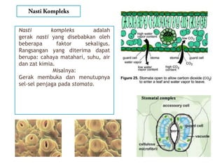 Nasti kompleks adalah
gerak nasti yang disebabkan oleh
beberapa faktor sekaligus.
Rangsangan yang diterima dapat
berupa: cahaya matahari, suhu, air
dan zat kimia.
Misalnya:
Gerak membuka dan menutupnya
sel-sel penjaga pada stomata.
 