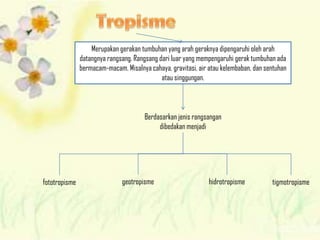 Merupakan gerakan tumbuhan yang arah geraknya dipengaruhi oleh arah
datangnya rangsang. Rangsang dari luar yang mempengaruhi gerak tumbuhan ada
bermacam-macam. Misalnya cahaya, gravitasi, air atau kelembaban, dan sentuhan
atau singgungan.
Berdasarkan jenis rangsangan
dibedakan menjadi
fototropisme geotropisme hidrotropisme tigmotropisme
 