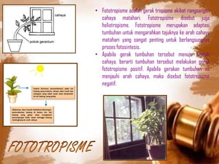 • Fototropisme adalah gerak tropisme akibat rangsangan
cahaya matahari. Fototropisme disebut juga
heliotropisme. Fototropisme merupakan adaptasi
tumbuhan untuk mengarahkan tajuknya ke arah cahaya
matahari yang sangat penting untuk berlangsungnya
proses fotosintesis.
• Apabila gerak tumbuhan tersebut menuju kearah
cahaya, berarti tumbuhan tersebut melakukan gerak
fototropisme positif. Apabila gerakan tumbuhan ini
menjauhi arah cahaya, maka disebut fototropisme
negatif.
 